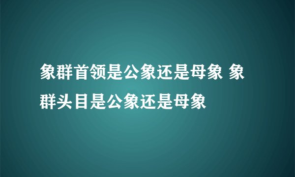 象群首领是公象还是母象 象群头目是公象还是母象
