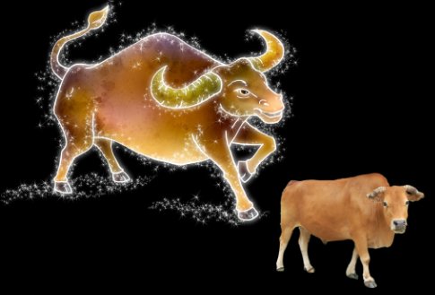 牛年有哪几个年份