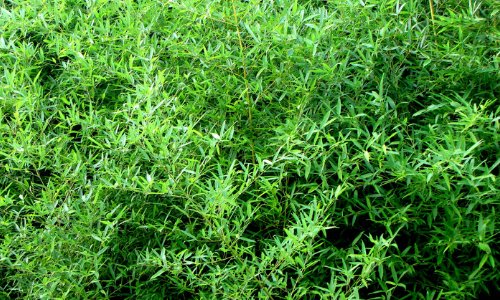 熊猫最爱吃的10种食物