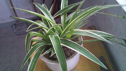 倒吊兰的形态特征