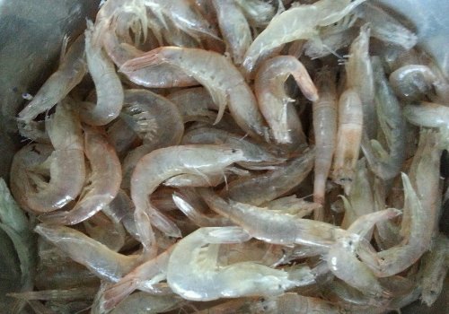 生拌青虾怎样做啊？