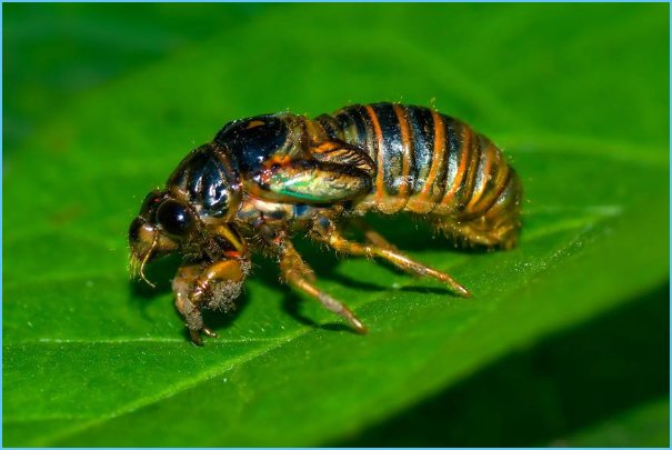 如何捕捉知了的幼虫?如何看出知了的洞？