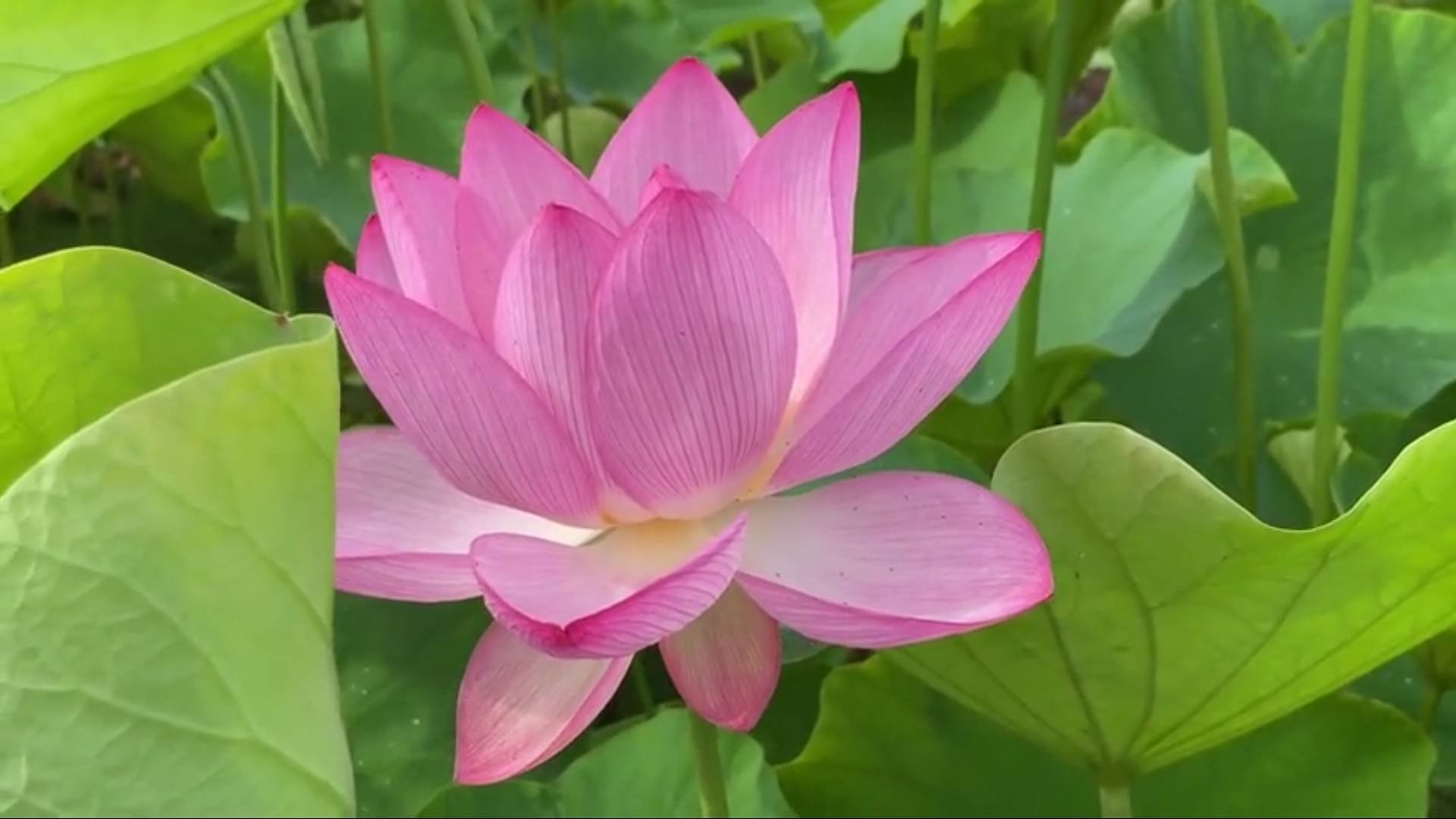 英语四六级对在校大学生来说真的那么重要吗？