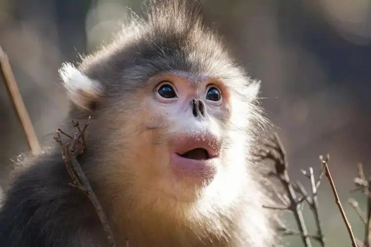 眉开眼笑代表什么生肖