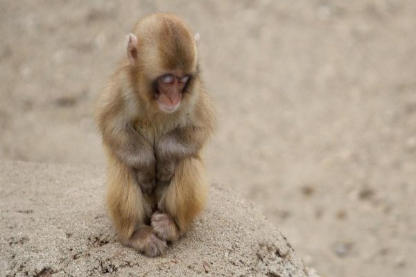 得意忘形打一生肖最佳答案
