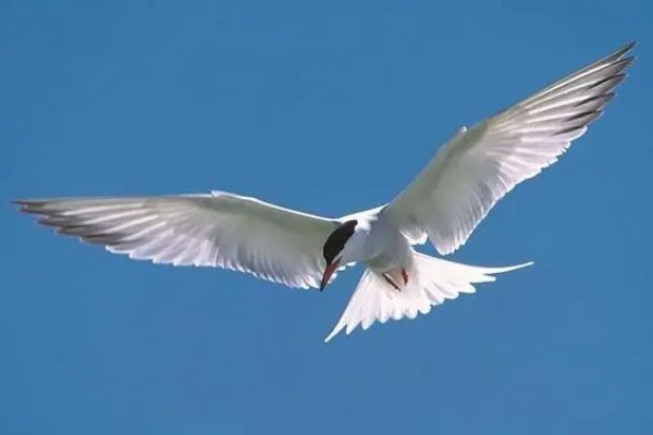 小鸟在天空中怎么飞