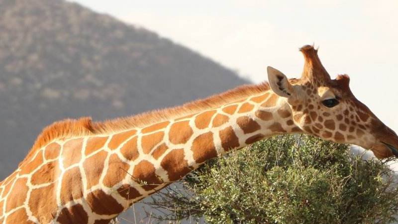 哺乳动物中最高的是什么