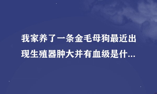 我家养了一条金毛母狗最近出现生殖器肿大并有血级是什么情况？是小狗还不到一年。