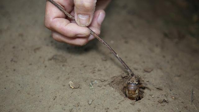 知了猴明明在树上产卵，为何却从地下爬出来呢？