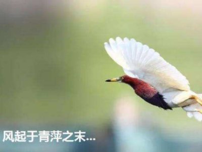 青萍之末是什么意思啊?