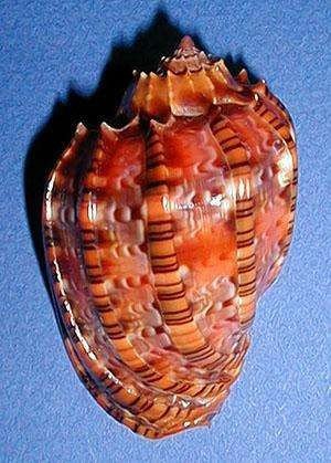 竖琴螺是什么样子照片？