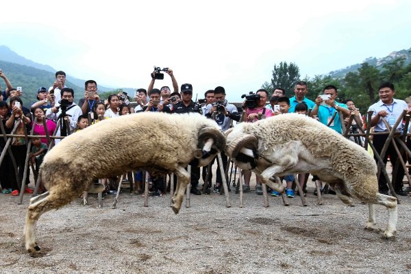 徐州伏羊节2023年在哪举行