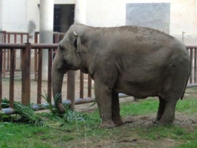 泰国一名游客喂大象时被卷起暴摔,目前游客的情况如何了?