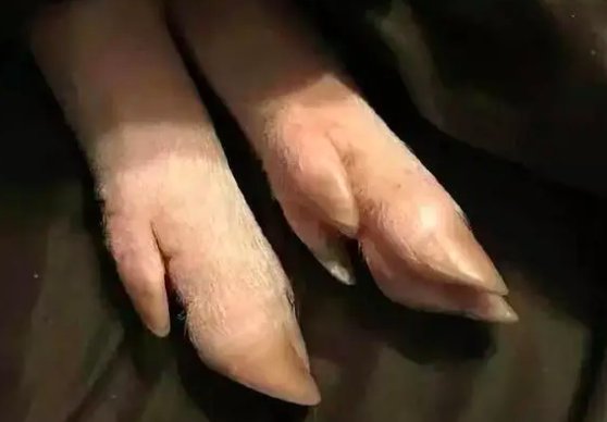 “男人都是大猪蹄子”是什么梗？