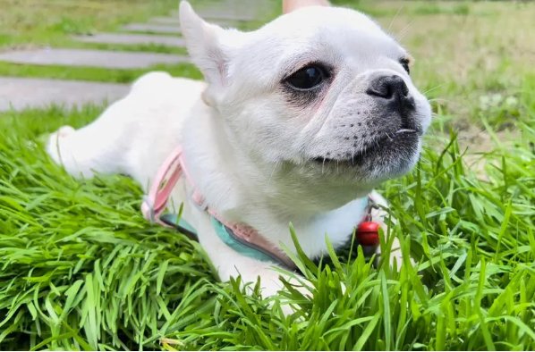 强者反己打一动物生肖