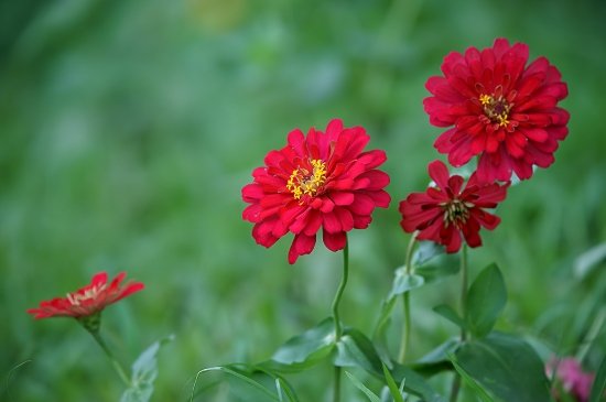 步步高花的寓意和象征