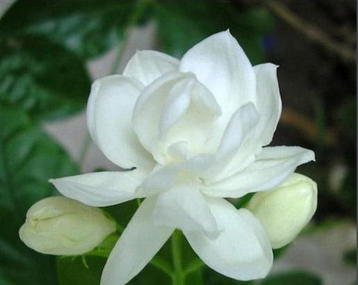 香从清梦回时觉,花向美人头上的解释