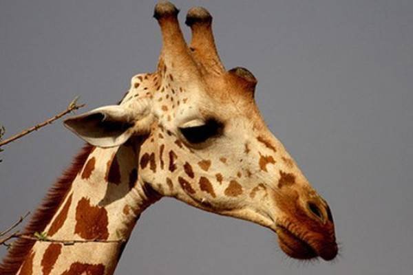 哺乳动物中最高的是什么