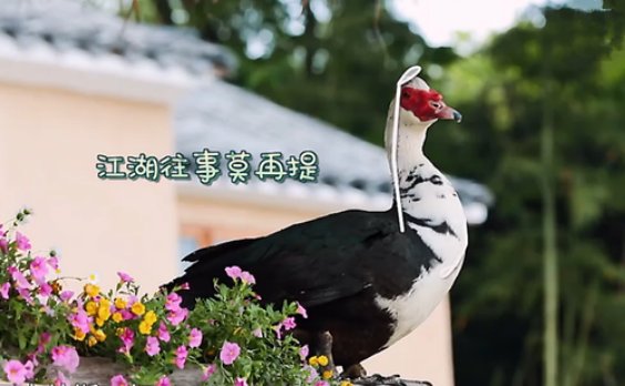 《向往的生活》节目组回应彩灯事件，他们是如何回应的？