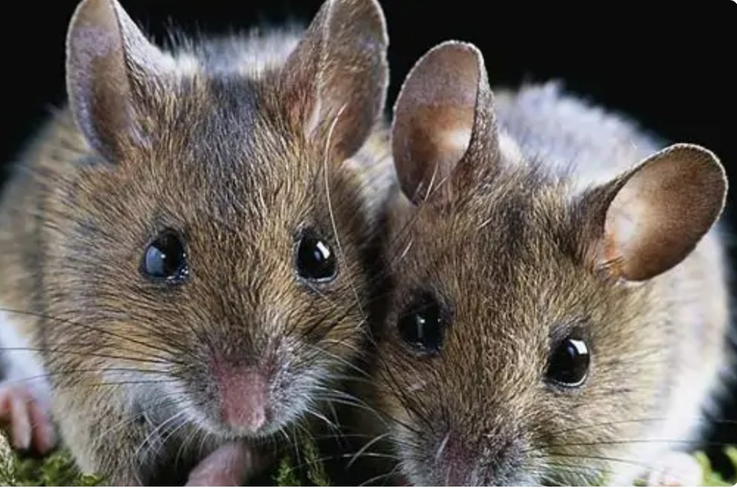 秀外慧中形容一生肖