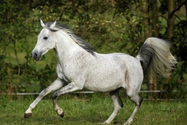 周游列国打一动物生肖