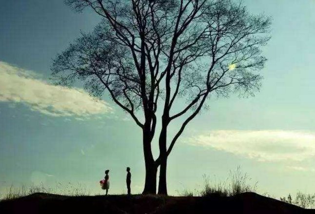 舒婷 致橡树 原文