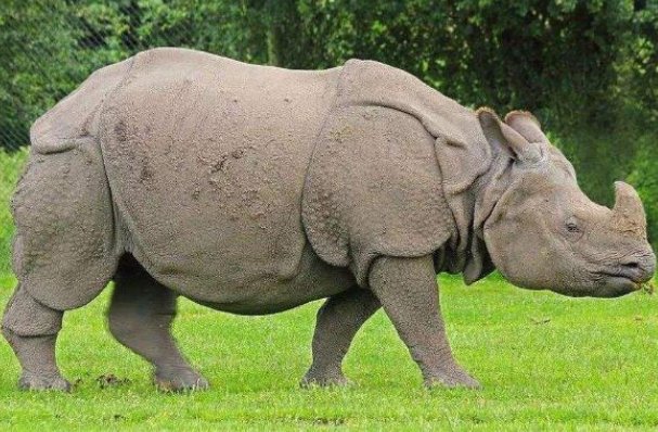 世界上最珍贵的动物