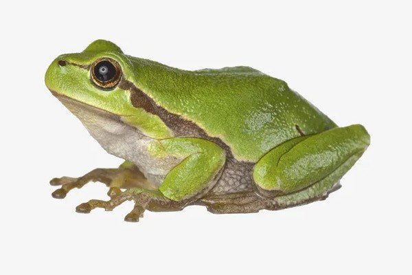 青蛙长期闷在水里会被淹死吗