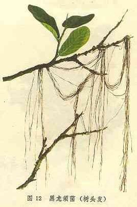 一种形如人的头发,寄生于腐烂树木上的植物叫什么？