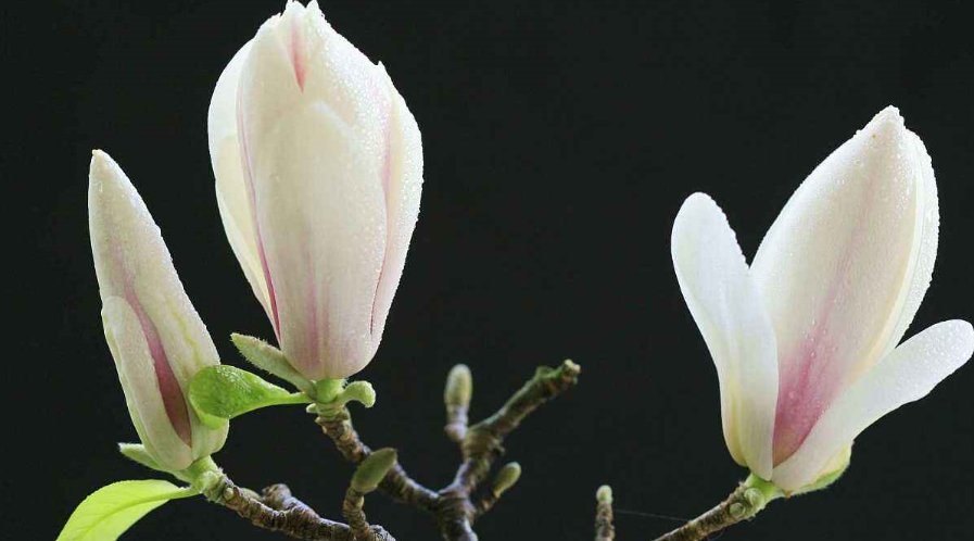 形容一个人美丽，有哪些成语？