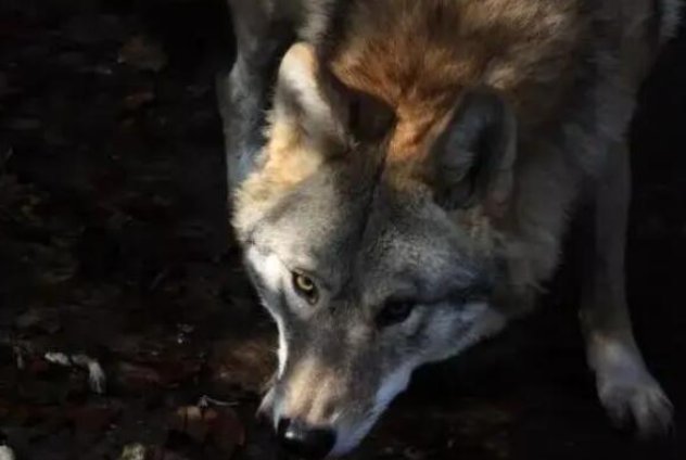 狼的战斗力排名