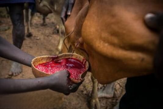雷迪菜菜族头上是什么 一个只喝血不吃肉的原始部族