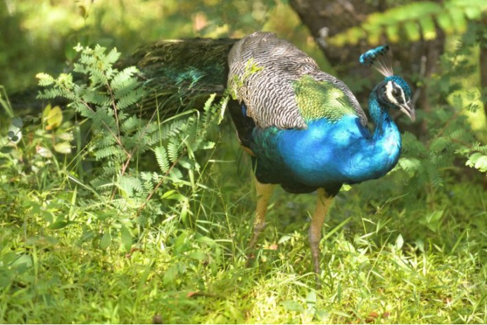 中国最早的叙事诗是