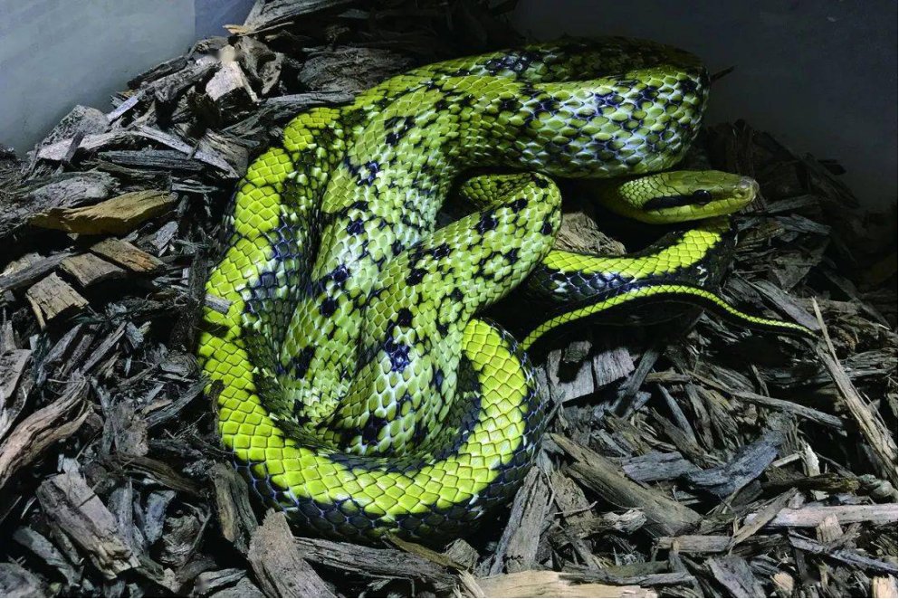 viper是什么意思