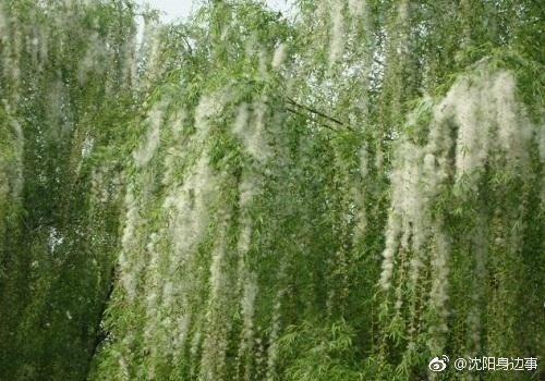 靠风传播种子的植物都有哪些呀?