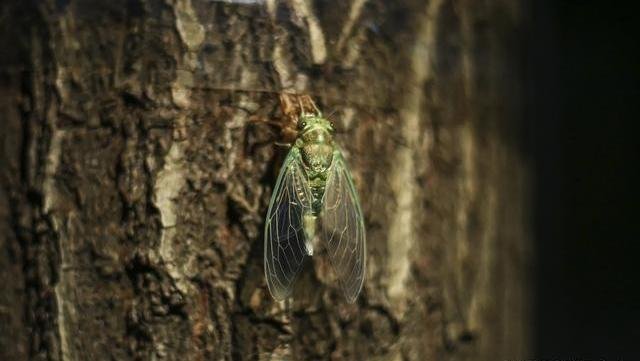 知了猴明明在树上产卵，为何却从地下爬出来呢？