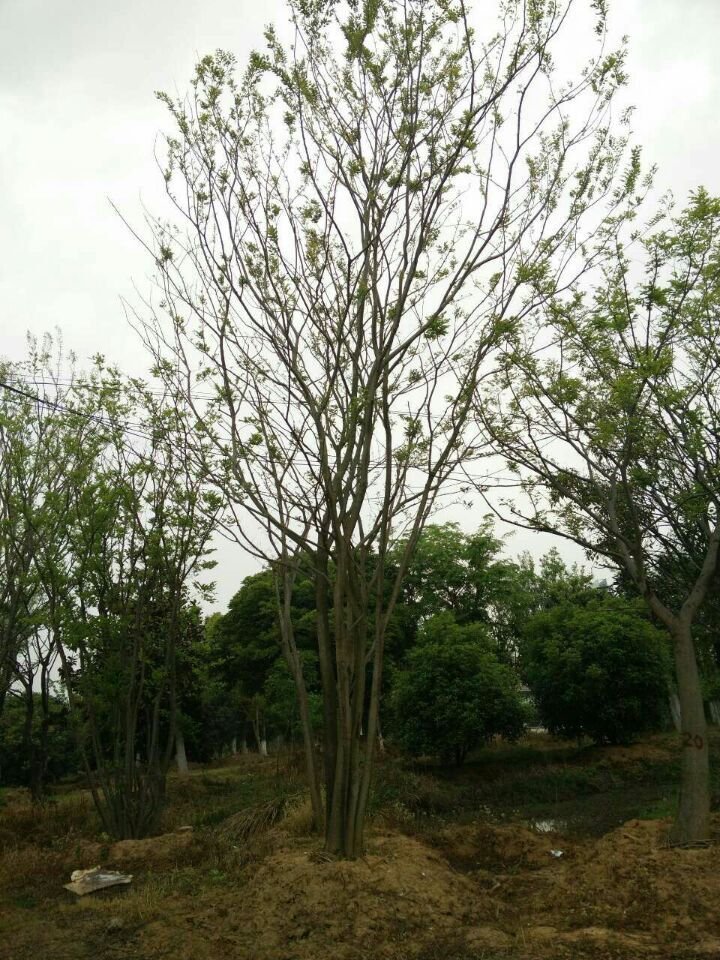 尔朴树的品牌定位