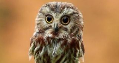 什么动物睡觉时睁一只眼闭一只眼