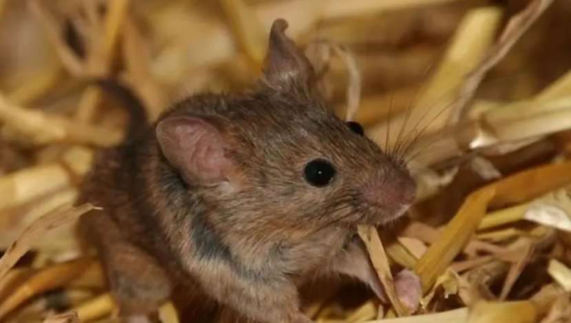 野草丛生是什么生肖?