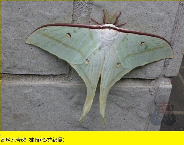 这是什么飞蛾？足有手掌那么大