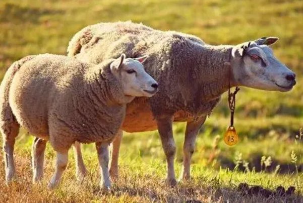 炭疽拼音怎么读