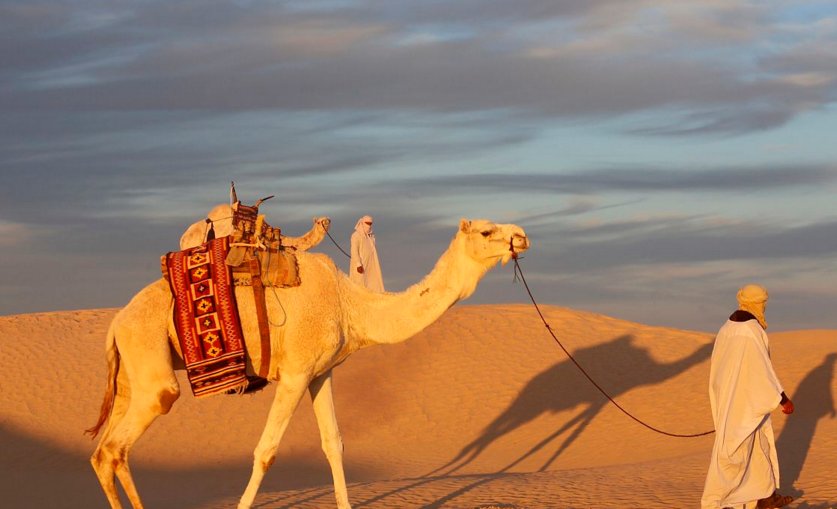 骆驼的两层睫毛有什么用处?