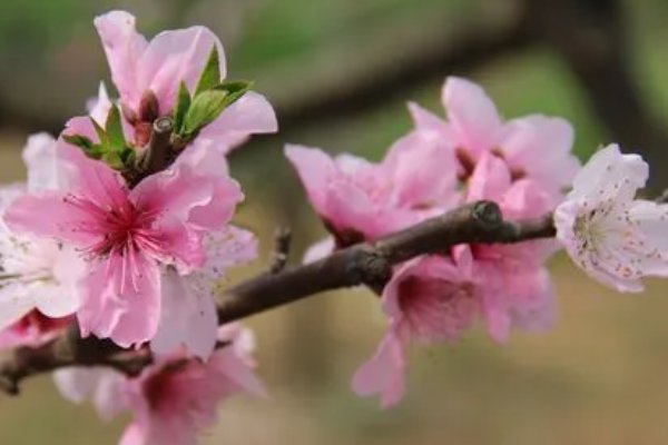 幸福像花儿一样的句子