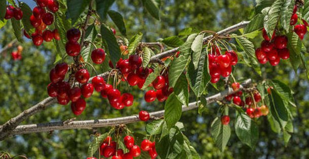 樱桃树是先开花还是先长叶子
