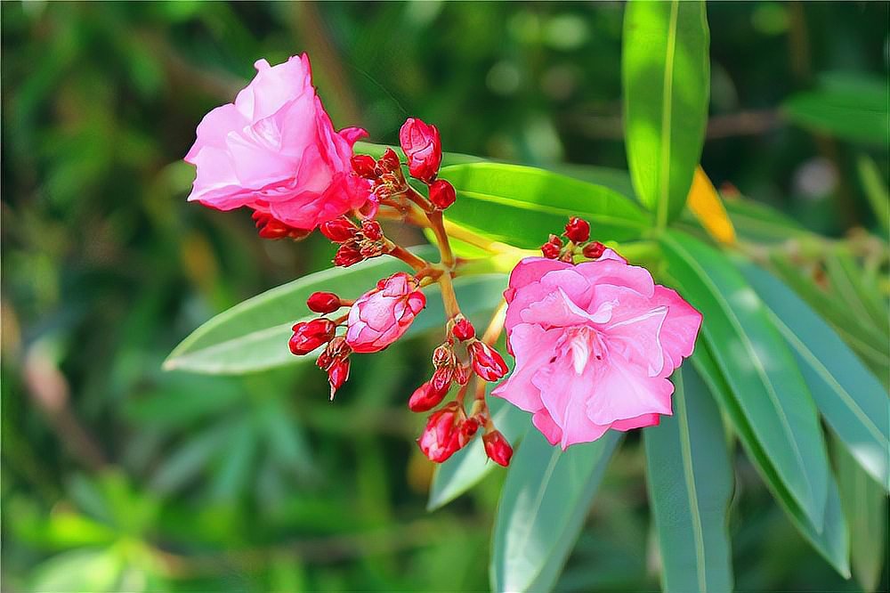 花影迷离是什么意思？