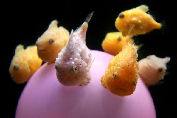 胖胖的肚子能吸在壁上的鱼,如图,有谁知道这是什么鱼吗?