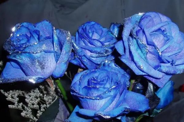 蓝色玫瑰的花语是什么意思