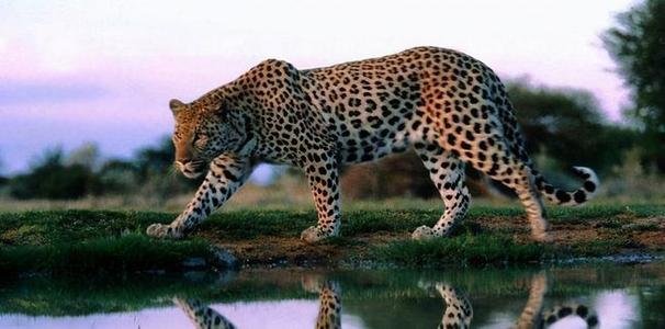 第二只外逃豹子后掌疑断裂缺失？官方是怎样回应的？