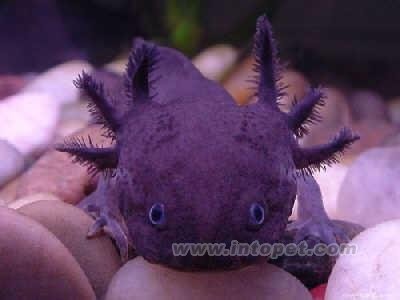 钓水鬼的水鬼品种