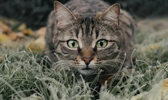 走丢的袁花花已于凌晨被找到，它是被如何找到的？